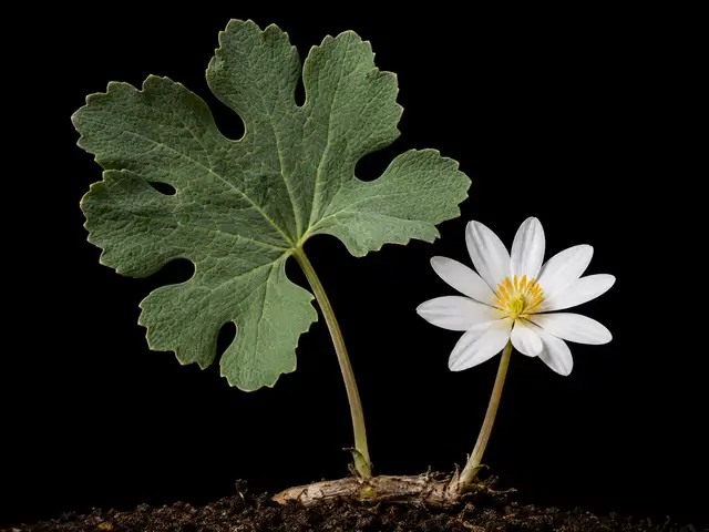 Bloodroot