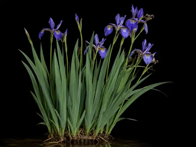 Blue Flag Iris