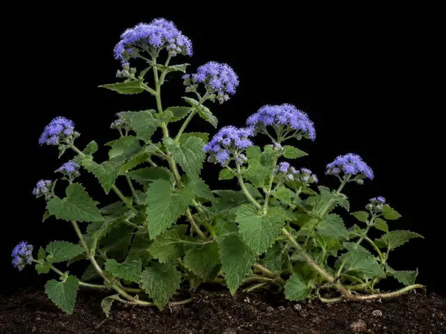 Blue Mistflower