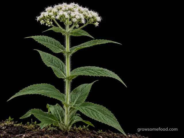 Boneset