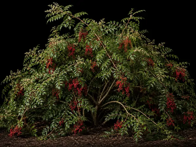 Brazilian Pepper