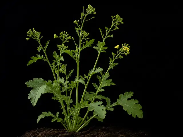 Broccoli Raab