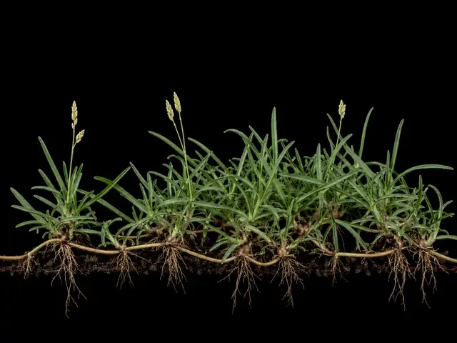 Buffalograss