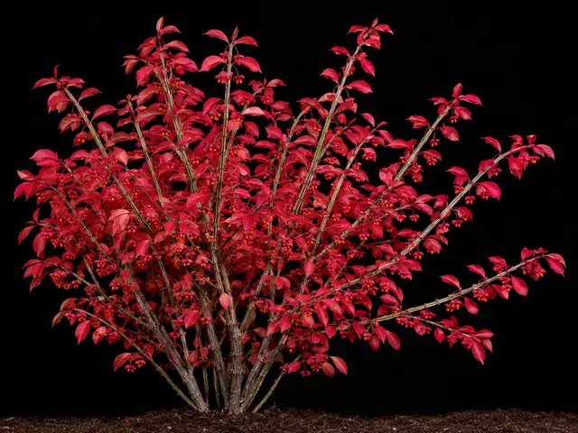 Burning Bush
