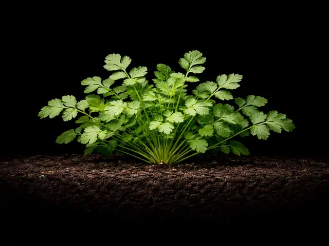 Cilantro