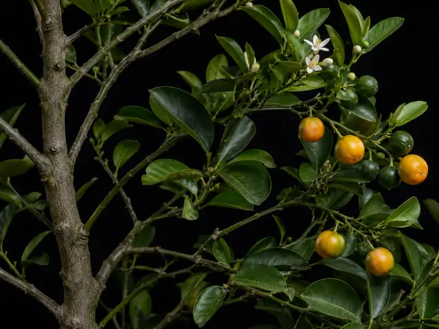 Calamansi
