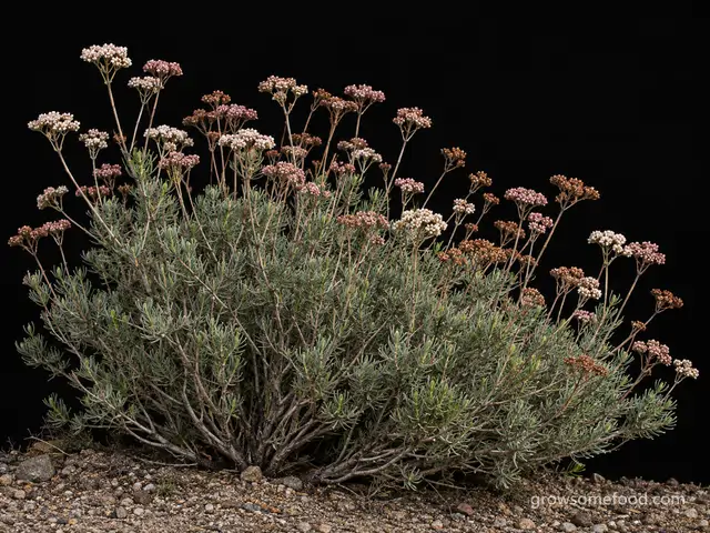 California Buckwheat