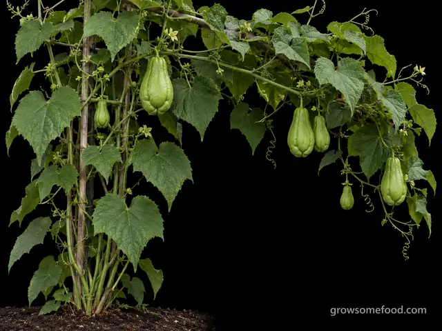 Chayote