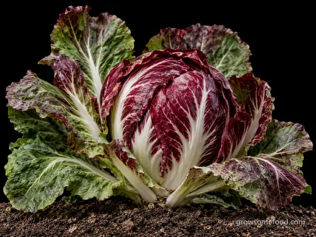 Chicories