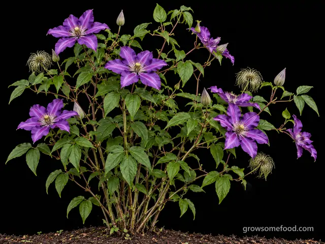 Clematis