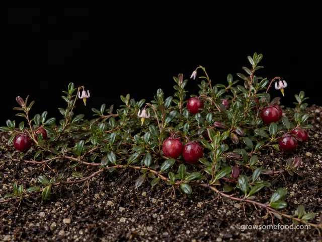 Cranberry