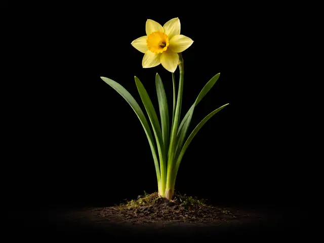 Daffodil
