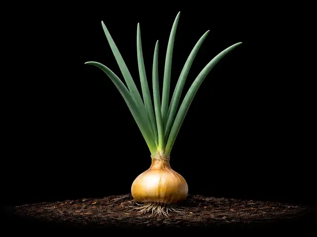 Onion