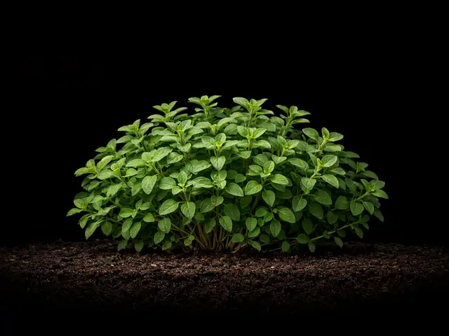 Oregano