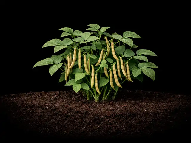 Dry Bean