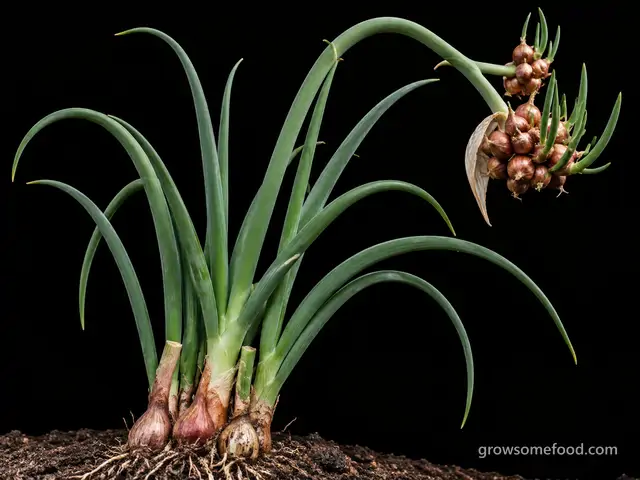 Egyptian Walking Onion