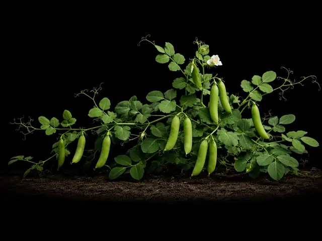 Pea