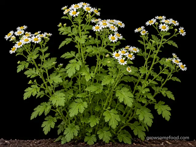 Feverfew