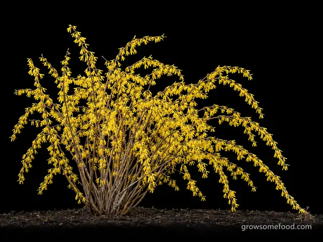 Forsythia