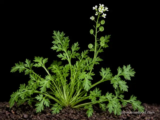 Garden Cress