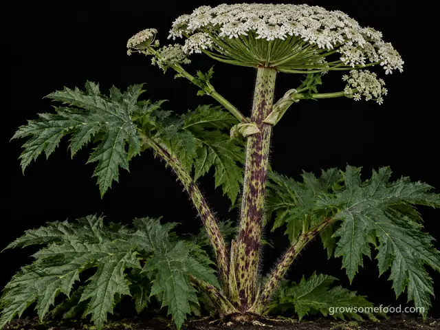 Giant Hogweed