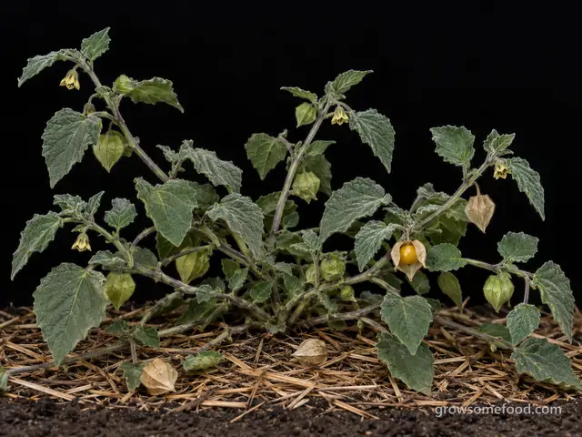 Ground Cherry