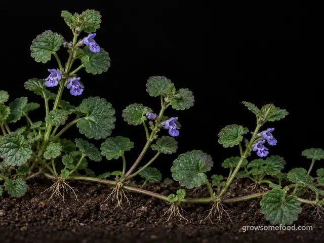 Ground Ivy