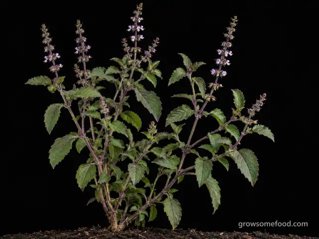 Holy Basil