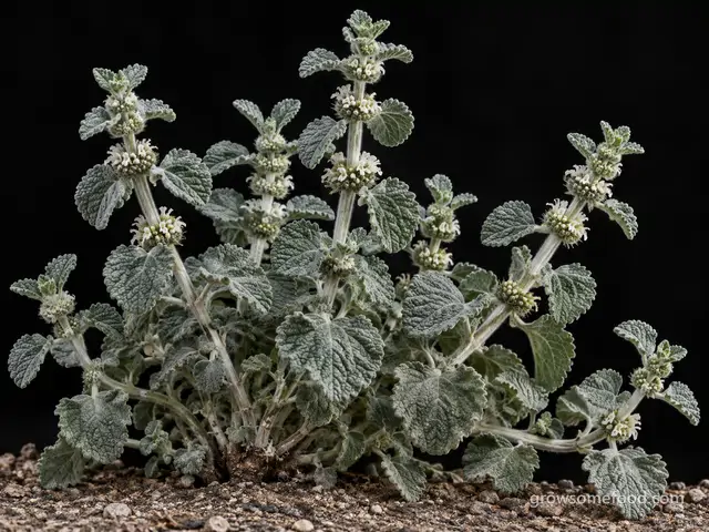 Horehound