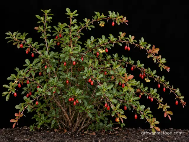 Japanese Barberry