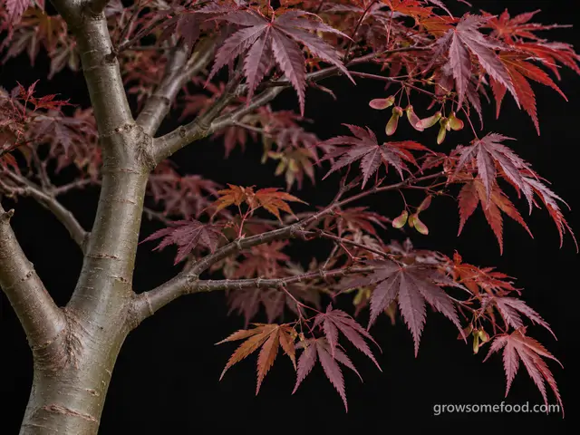 Japanese Maple