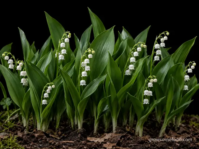 Lily-of-the-Valley