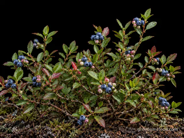 Lowbush Blueberry