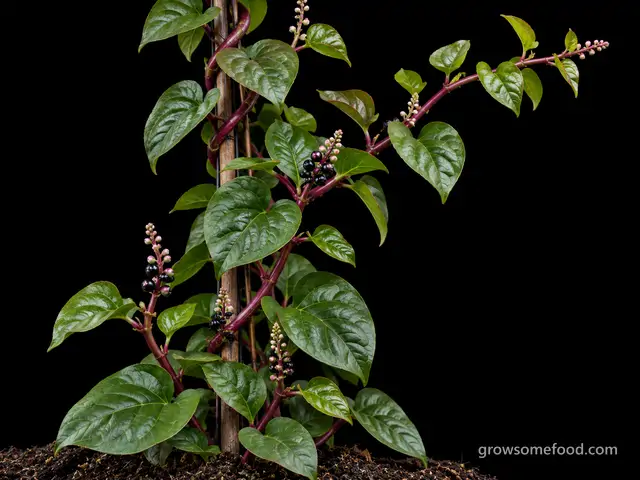 Malabar Spinach