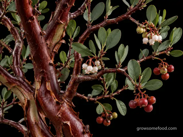 Manzanita