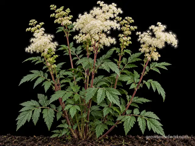 Meadowsweet
