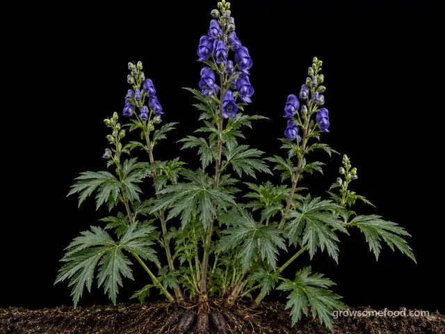 Monkshood