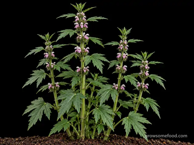 Motherwort