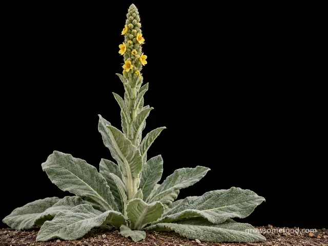Mullein