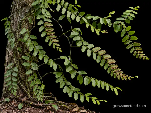 Old World Climbing Fern