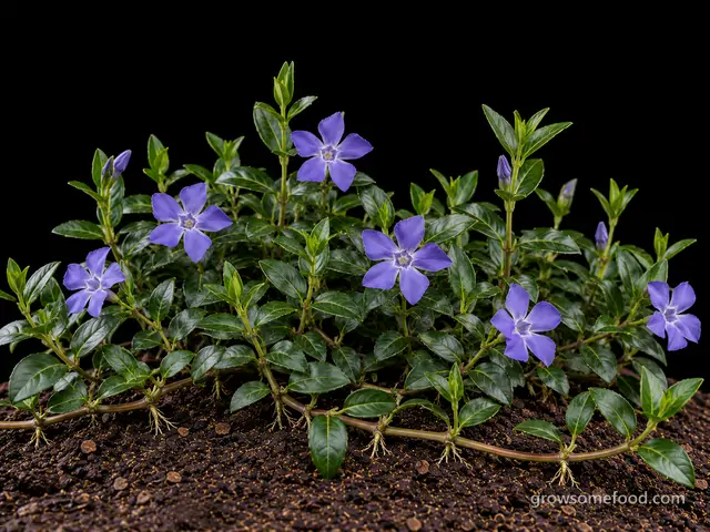 Periwinkle