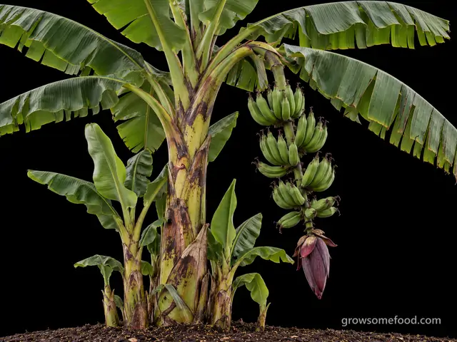 Plantain (Cooking Banana)