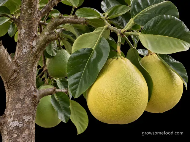 Pomelo