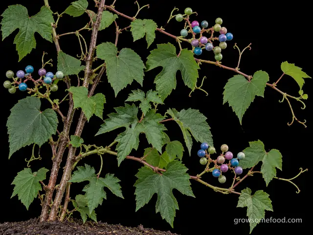 Porcelain Berry