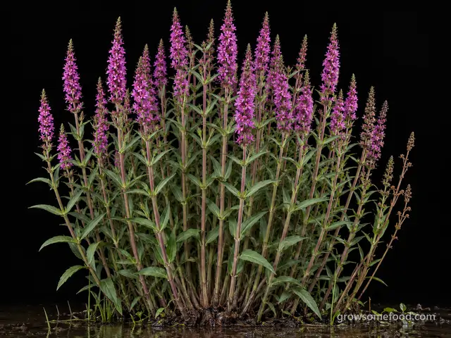 Purple Loosestrife