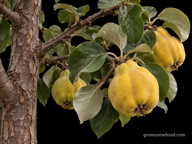 Quince