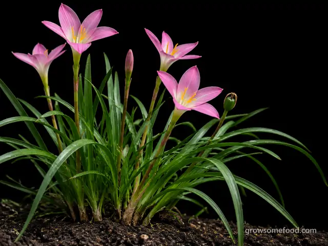 Garden Rain Lily