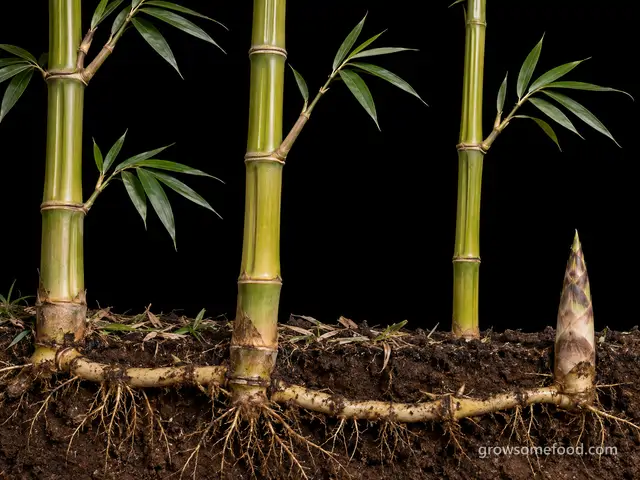 Running Bamboo