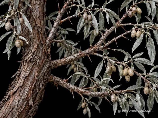 Russian Olive