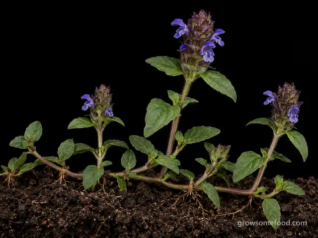Self-Heal
